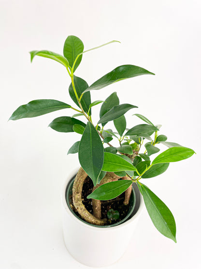 Ficus Microcarpa 'Moclame' Mini Bonsai Tree by Bumble Plants