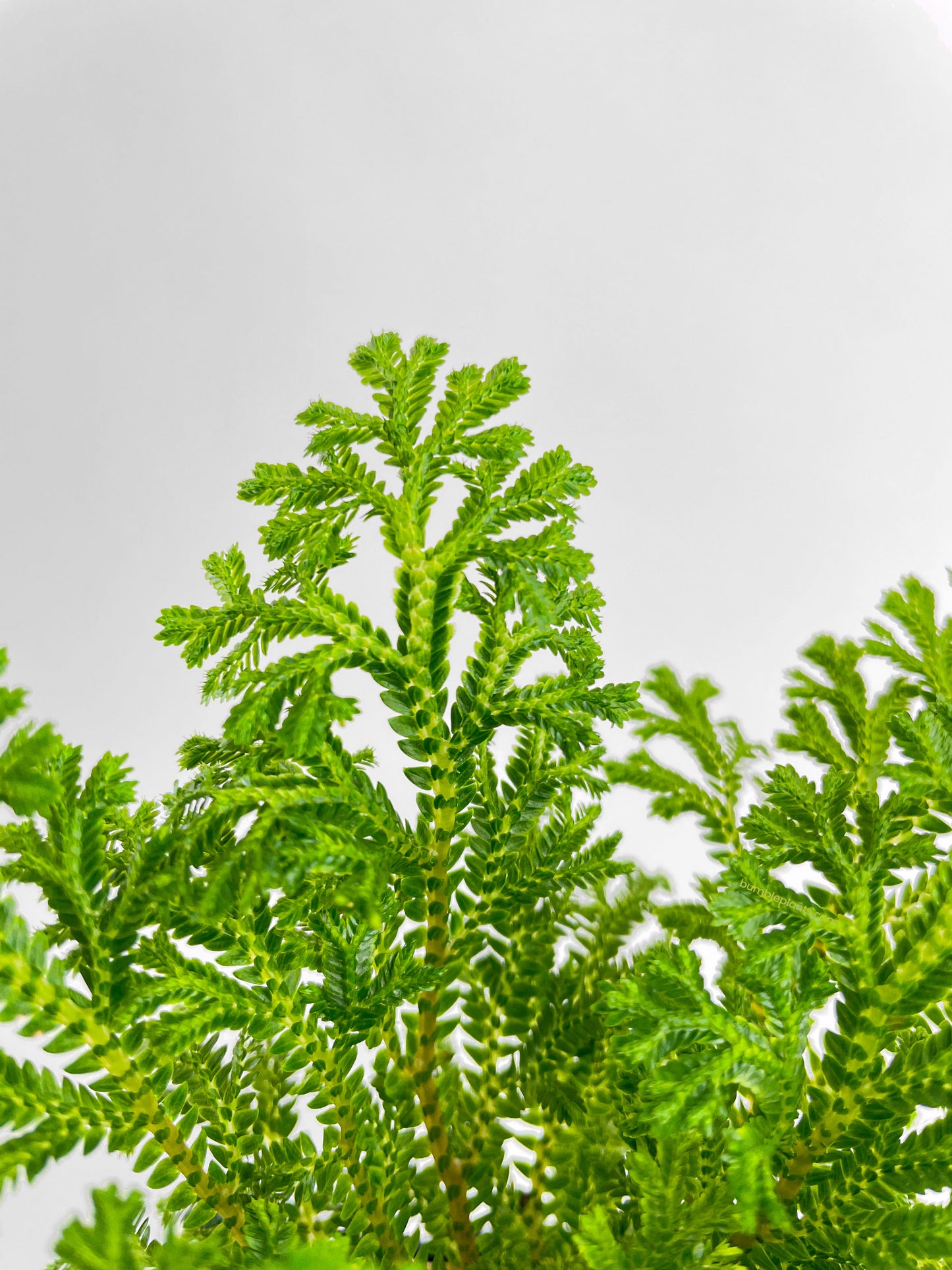 Frosted Tip Fern Selaginella Kraussiana by Bumble Plants