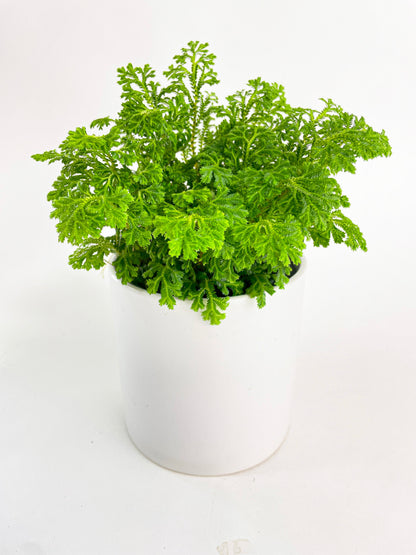 Frosted Tip Fern Selaginella Kraussiana by Bumble Plants