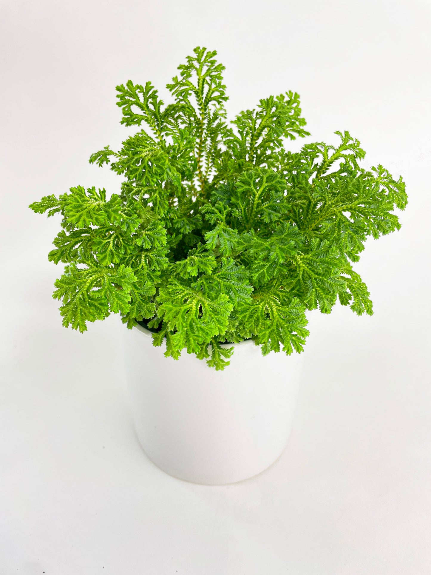 Frosted Tip Fern Selaginella Kraussiana by Bumble Plants