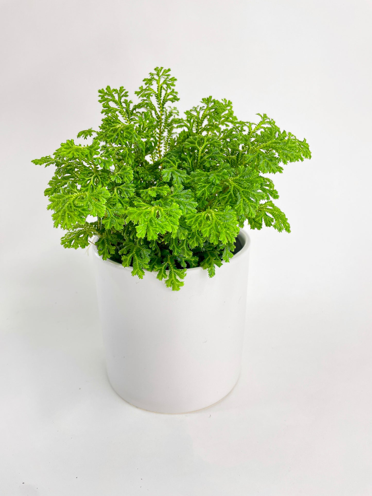 Frosted Tip Fern Selaginella Kraussiana by Bumble Plants