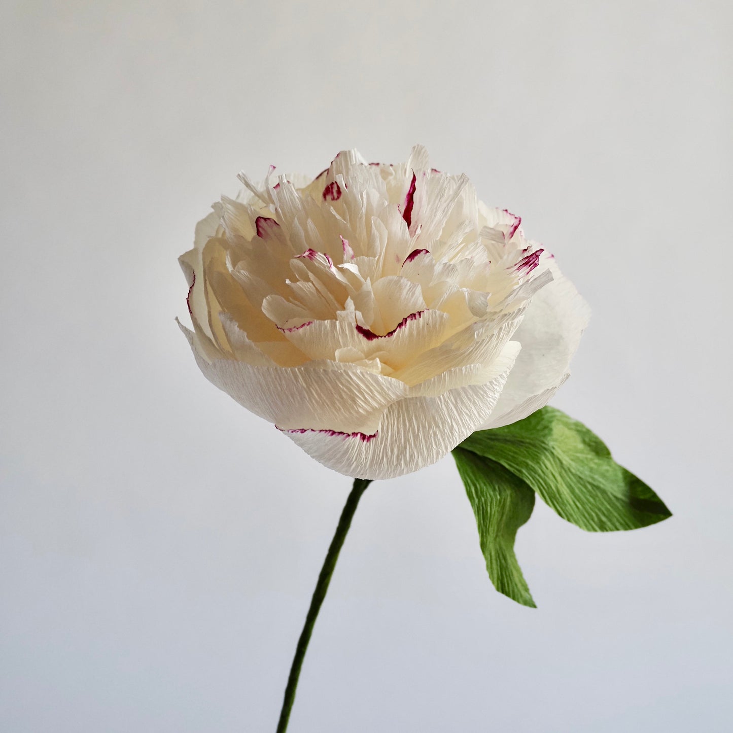 Hand Painted Garden Peony Single Bloom, Limited Edition