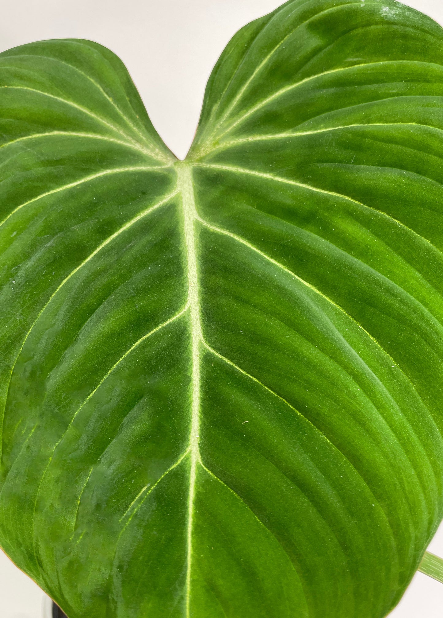 Philodendron Gloriosum by Bumble Plants