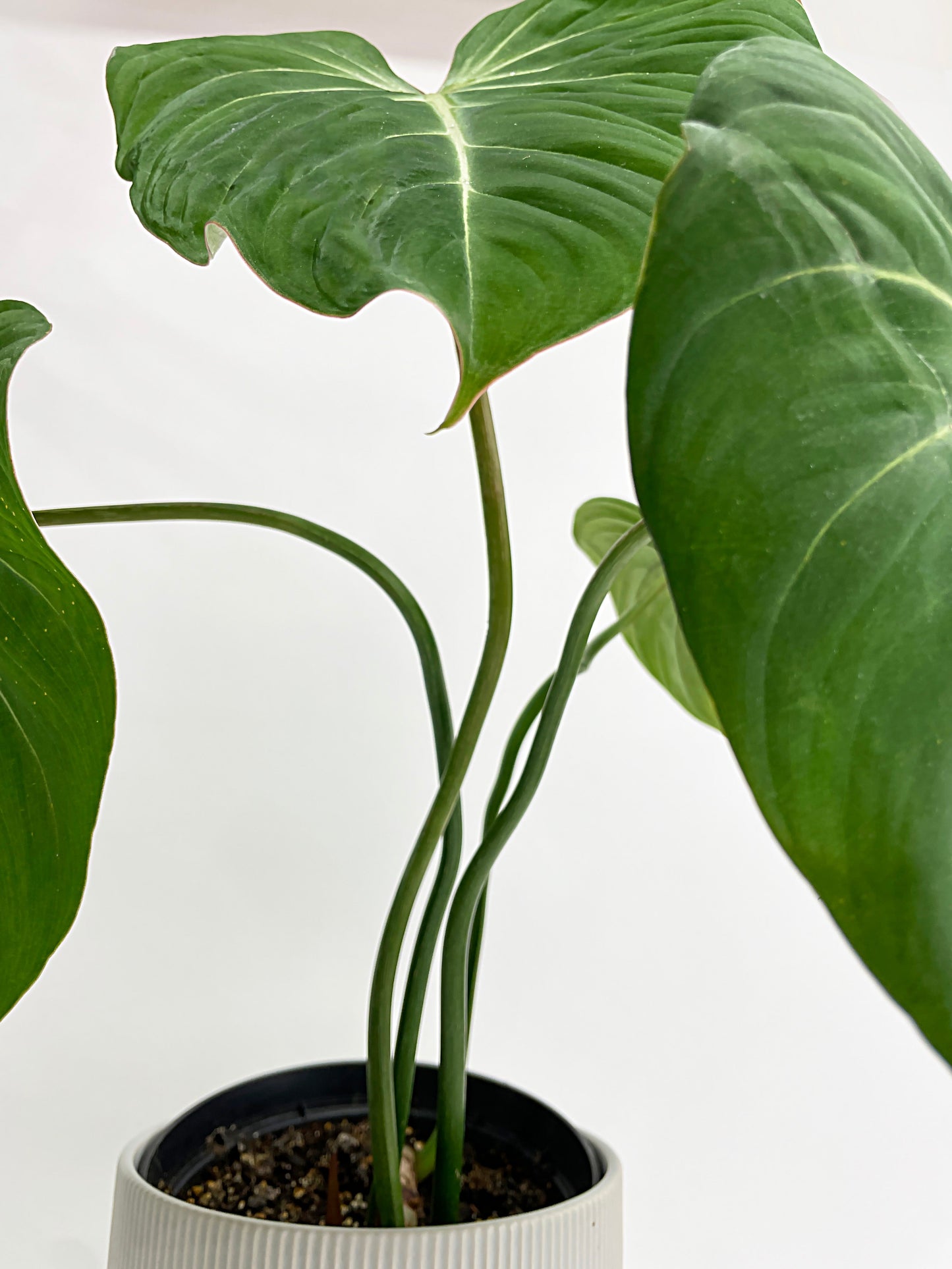 Philodendron Gloriosum by Bumble Plants