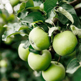 Granny Smith Apple Tree