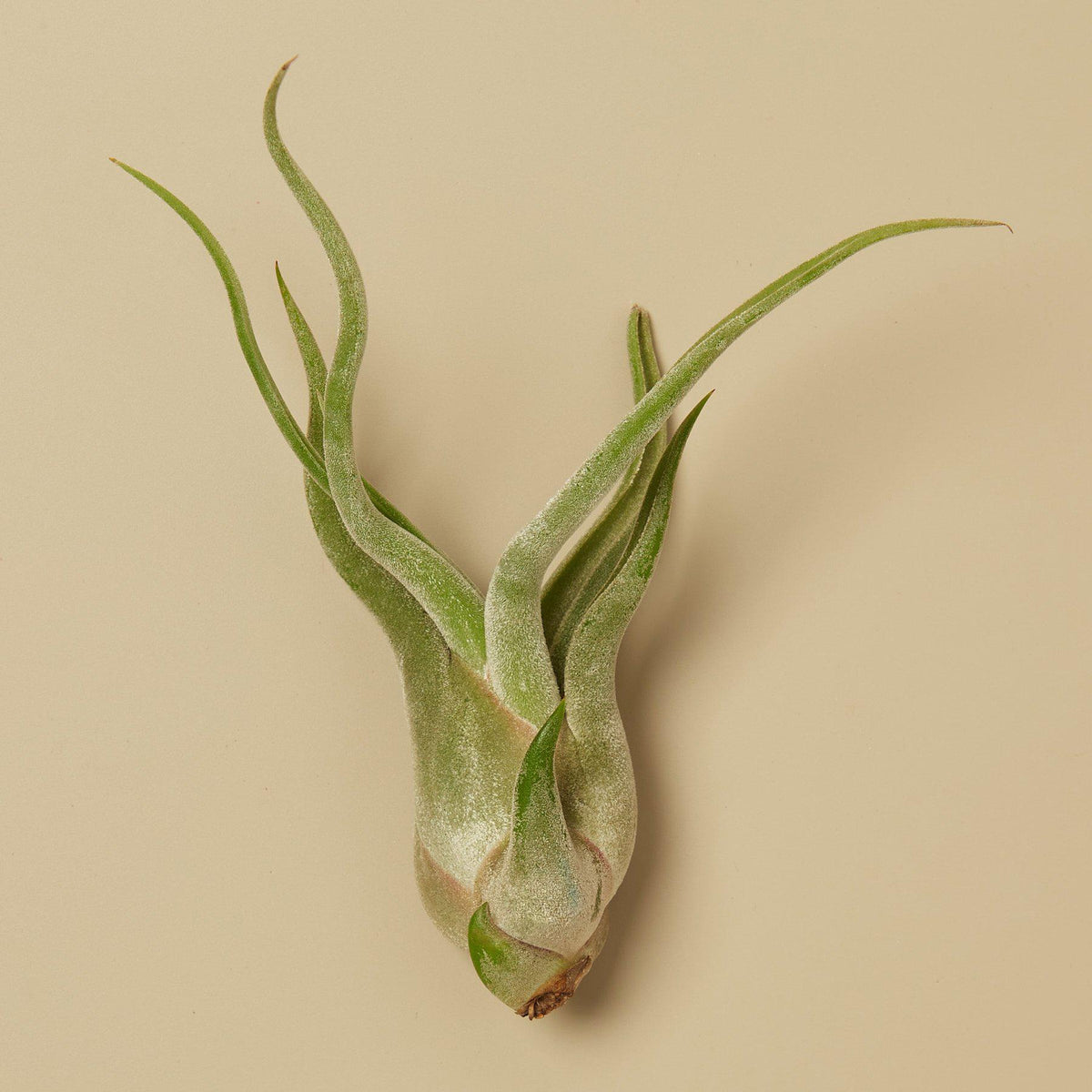 Tillandsia Air Plant Caput-Medusae