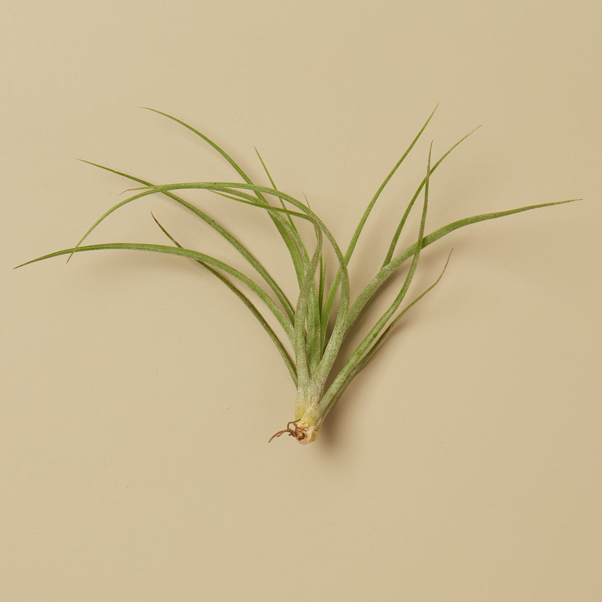 Tillandsia Air Plant Stricta