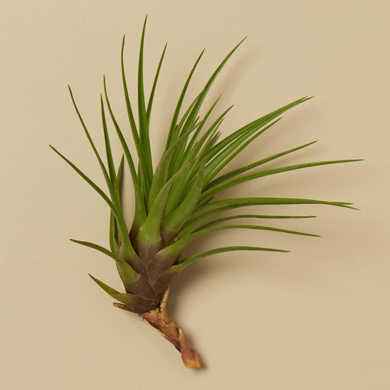 Tillandsia Air Plant Tricolor