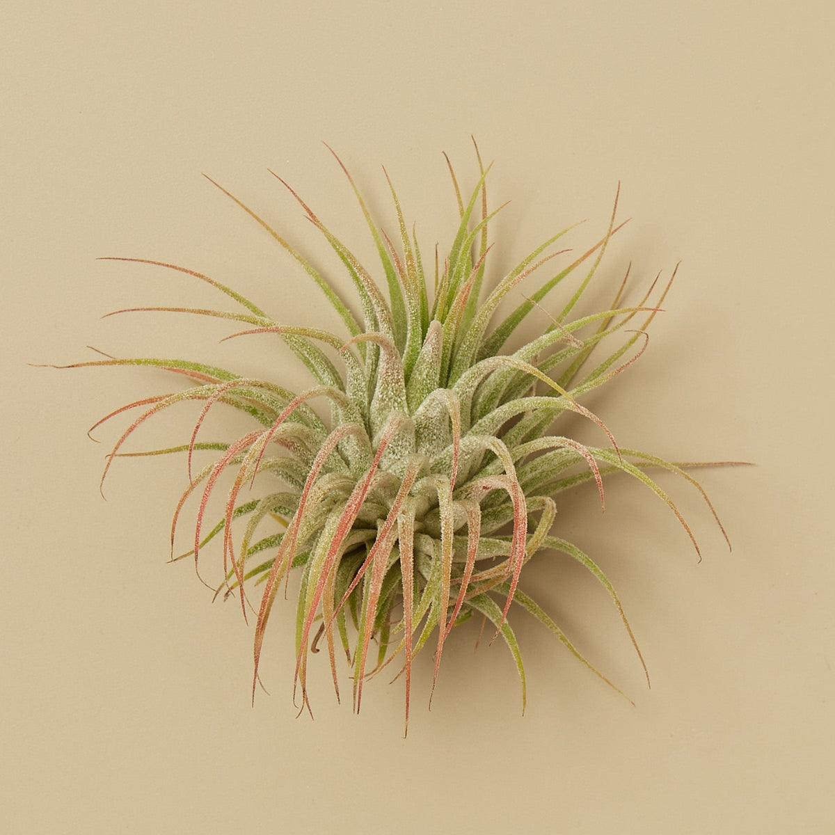 Tillandsia Air Plant Ionantha - 50 Pack