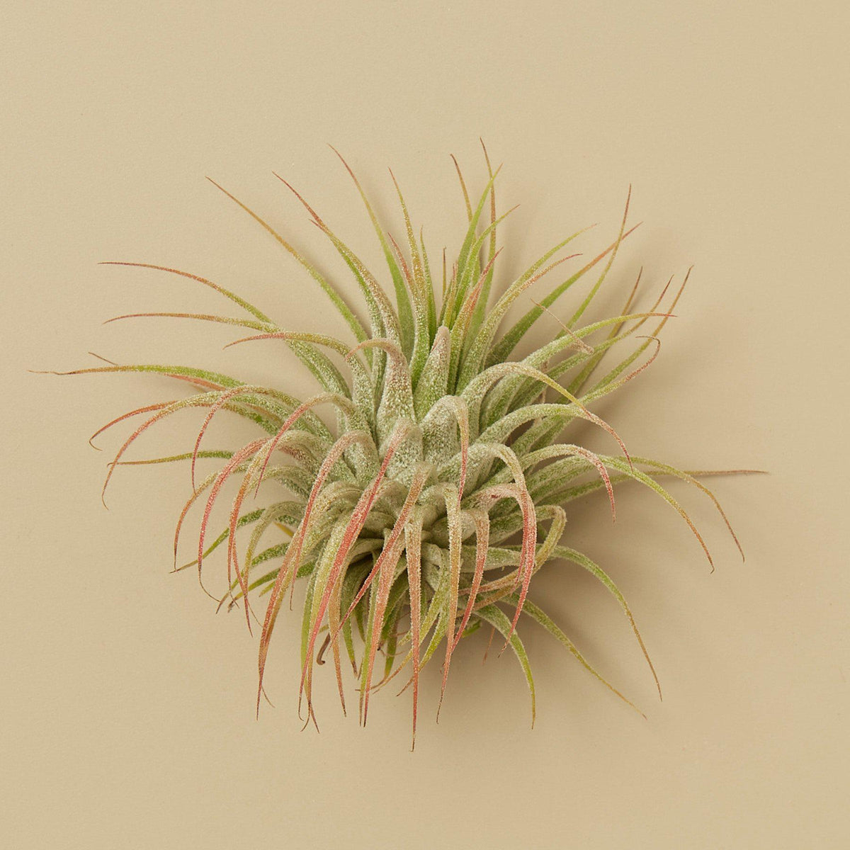 Tillandsia Air Plant Ionantha Guatemala