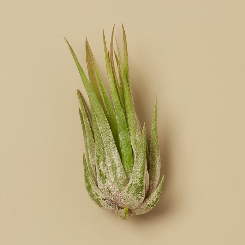 Tillandsia Air Plant Kolby - 25 Pack