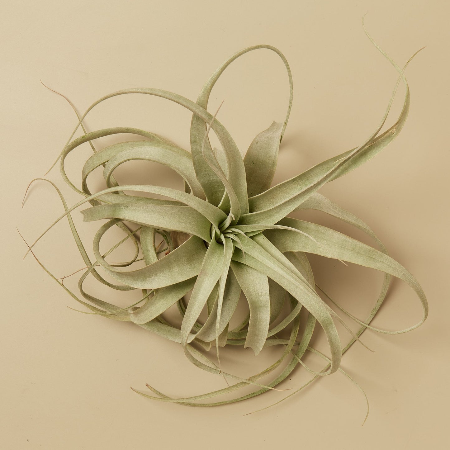 Large Air Plant Bundle