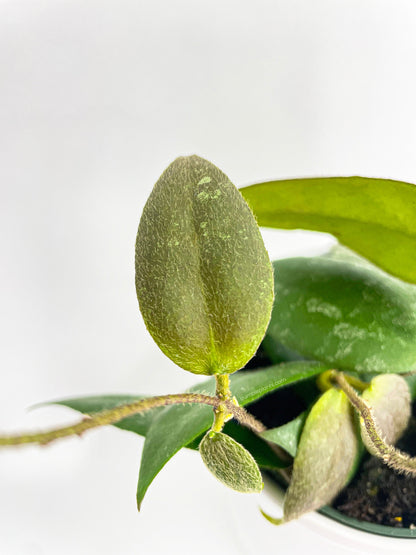 Hoya Caudata Sumatra by Bumble Plants