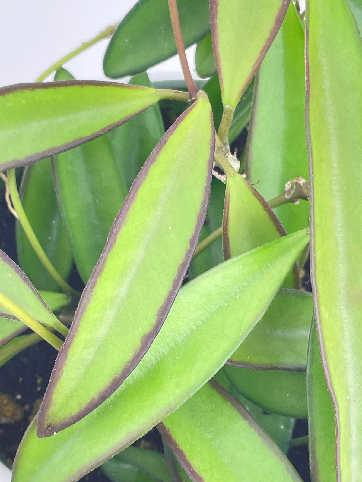 Hoya Wayetii by Bumble Plants