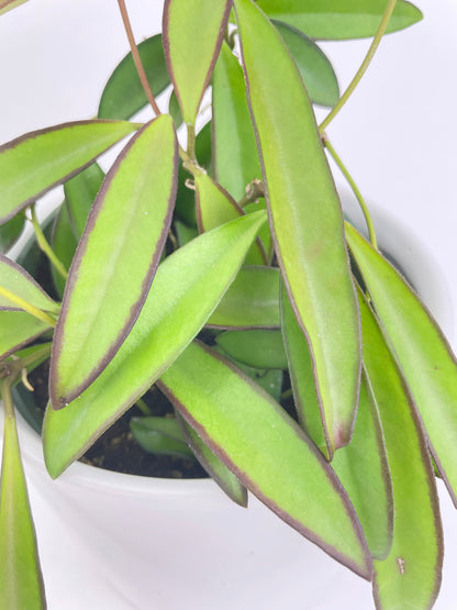 Hoya Wayetii by Bumble Plants