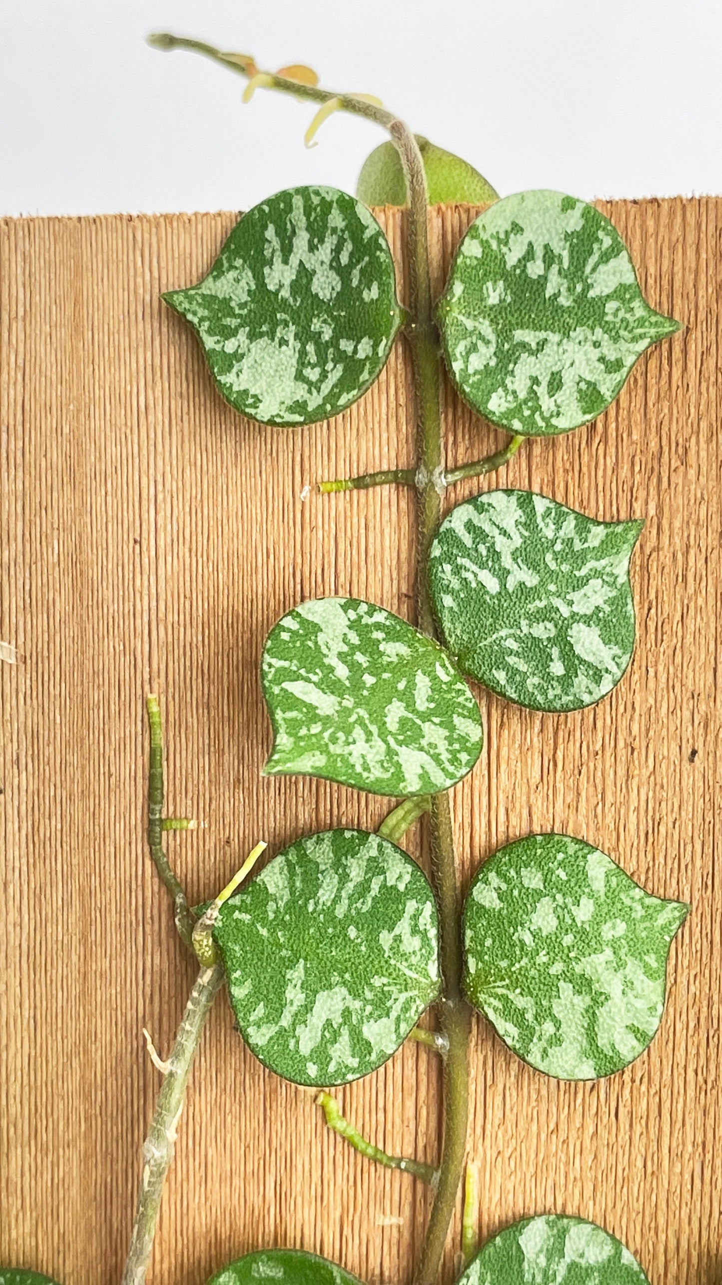 Hoya Curtisii by Bumble Plants