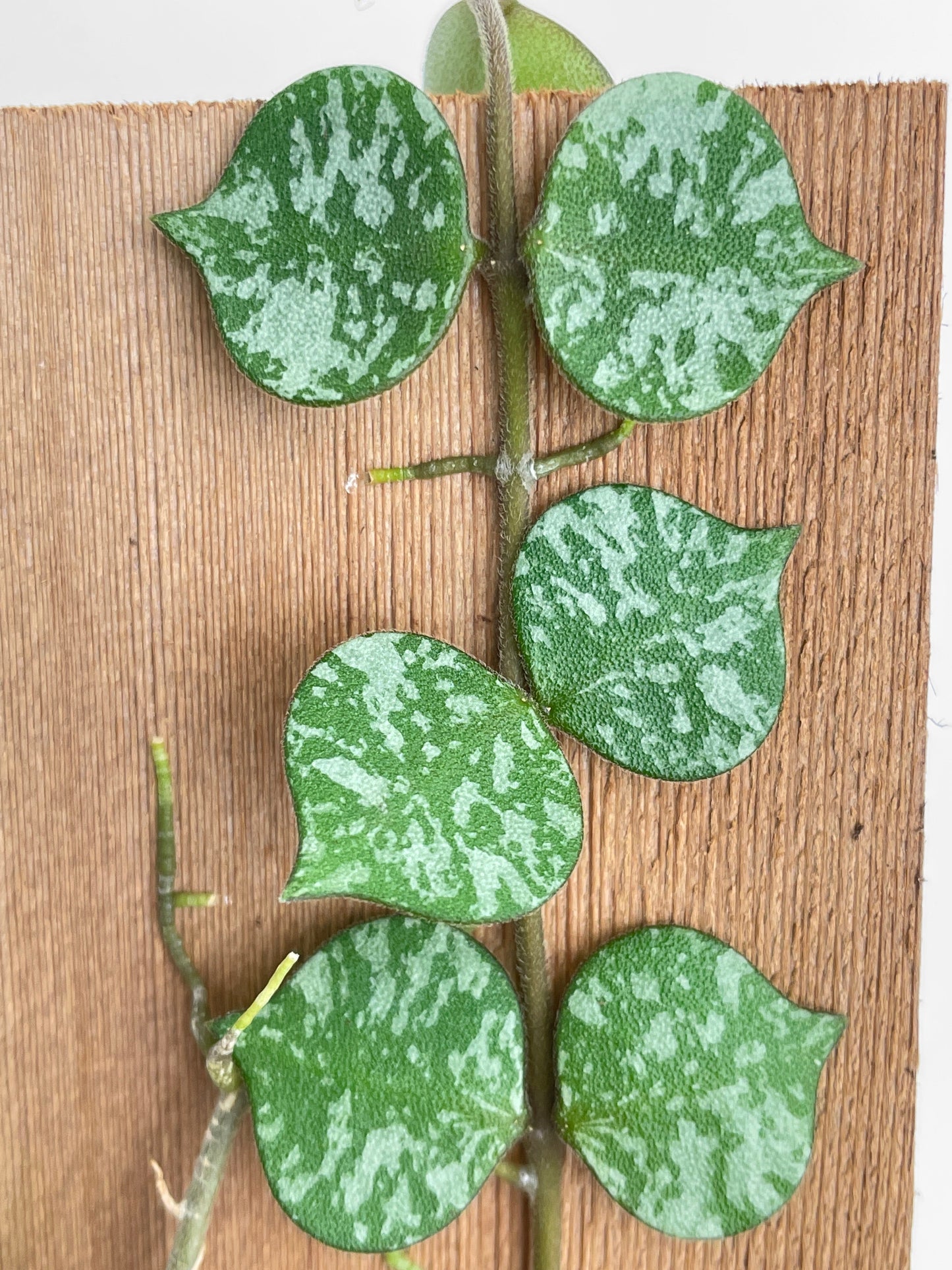 Hoya Curtisii by Bumble Plants