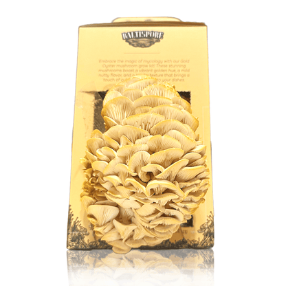 Golden Oyster “Ready-To-Fruit” Mushroom Grow Kit