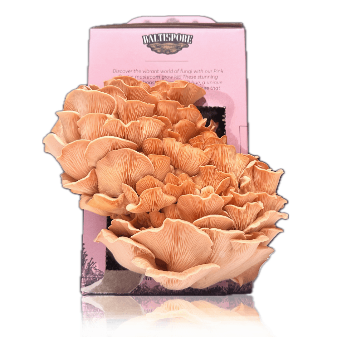 Pink Oyster “Ready-To-Fruit” Mushroom Grow Kit