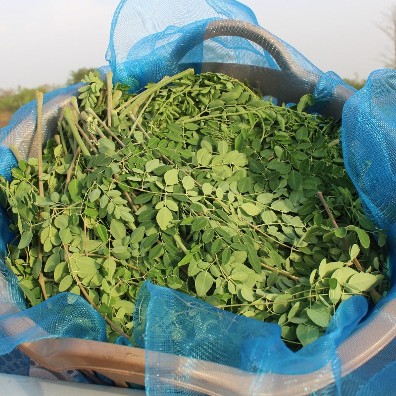 Organic Moringa Powder