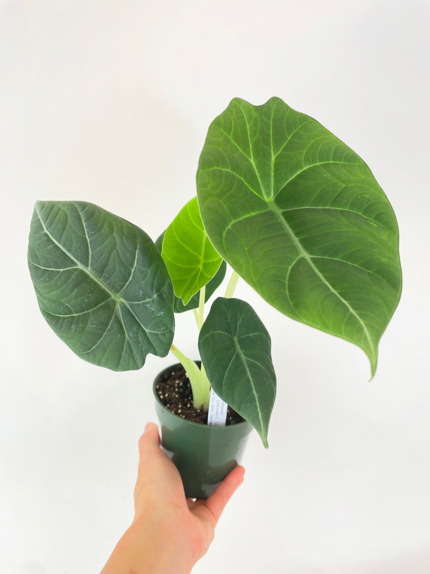 Alocasia Maharani Queen by Bumble Plants