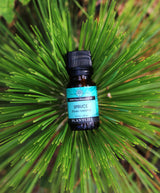 Tree Essential Oil Set