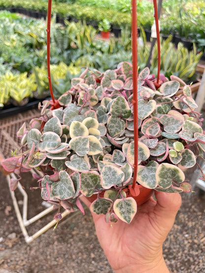 String of Hearts Variegated