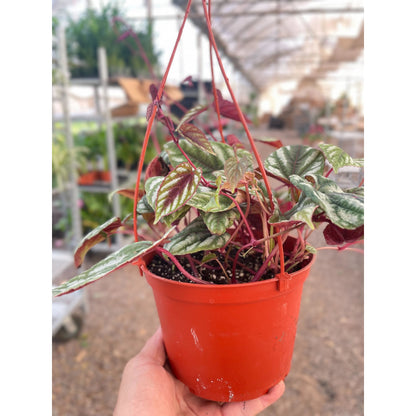 Begonia Rex Vine - 6" Pot