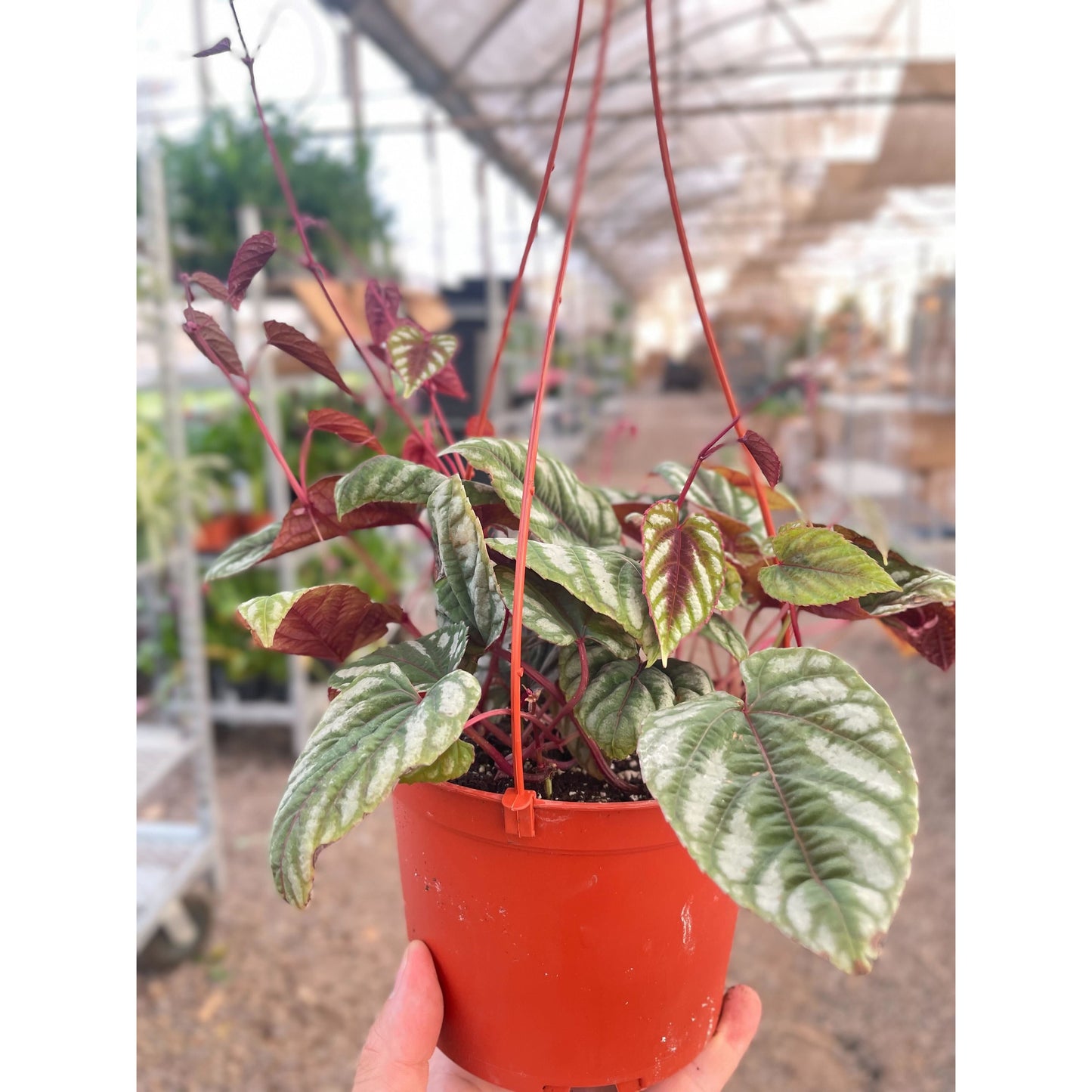 Begonia Rex Vine - 6" Pot