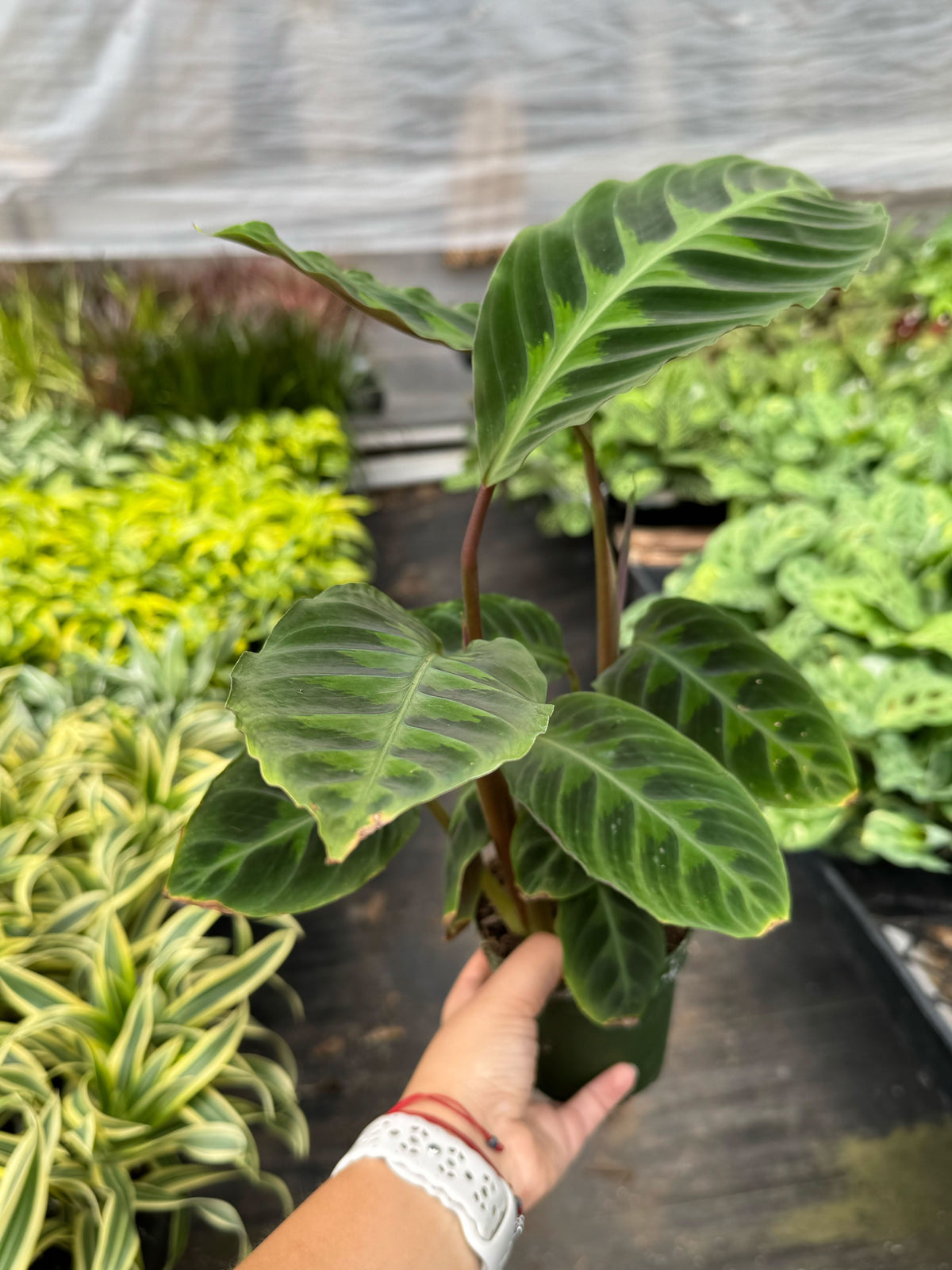 Calathea 'Warscewiczii'