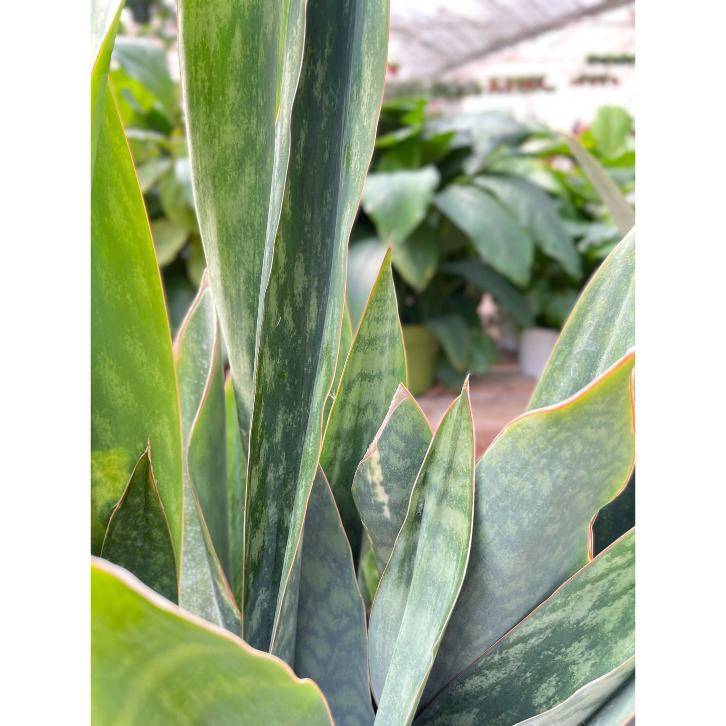 Snake Plant 'Silver Queen' - 10" Pot