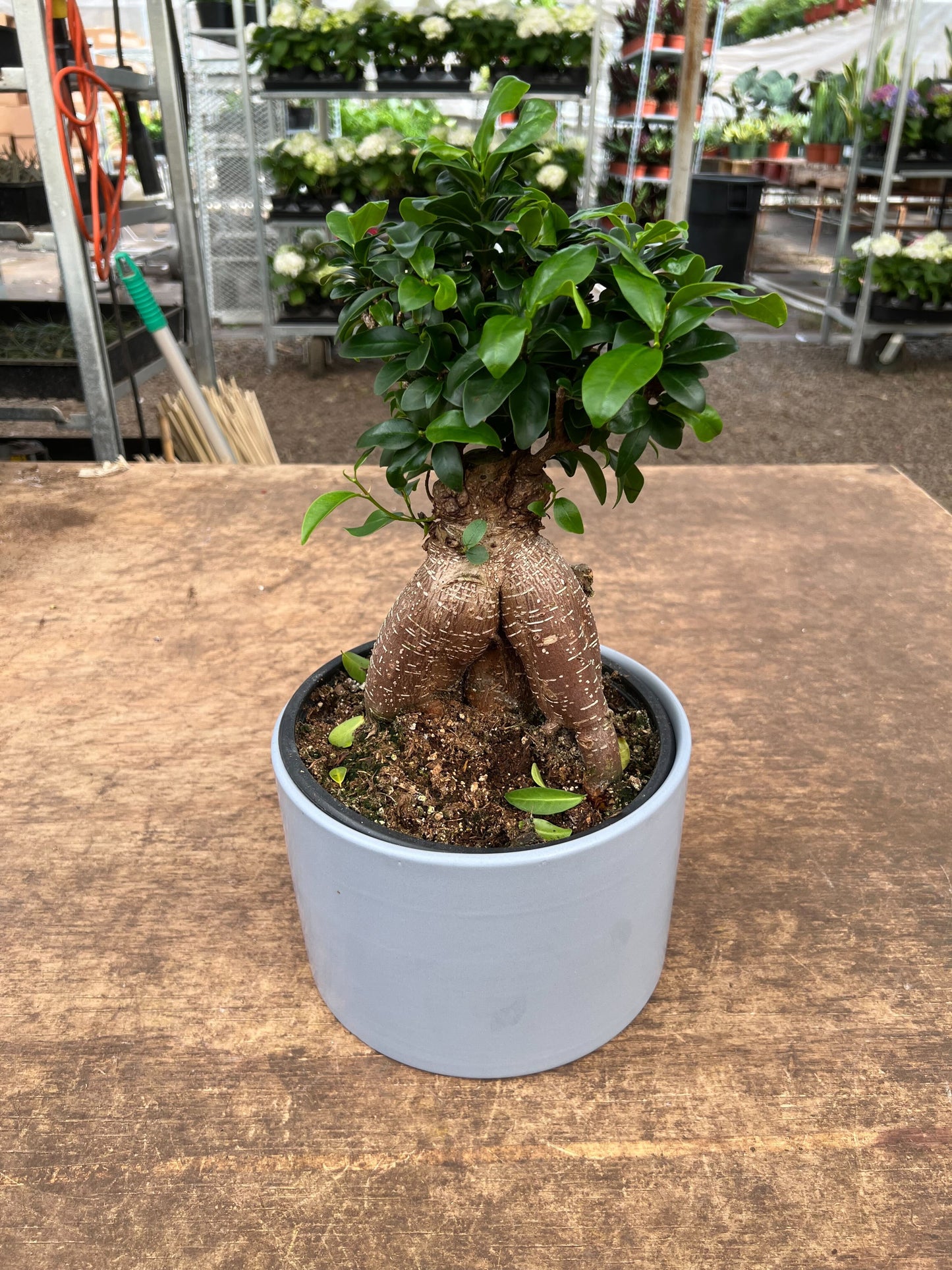 Ficus 'Ginseng'