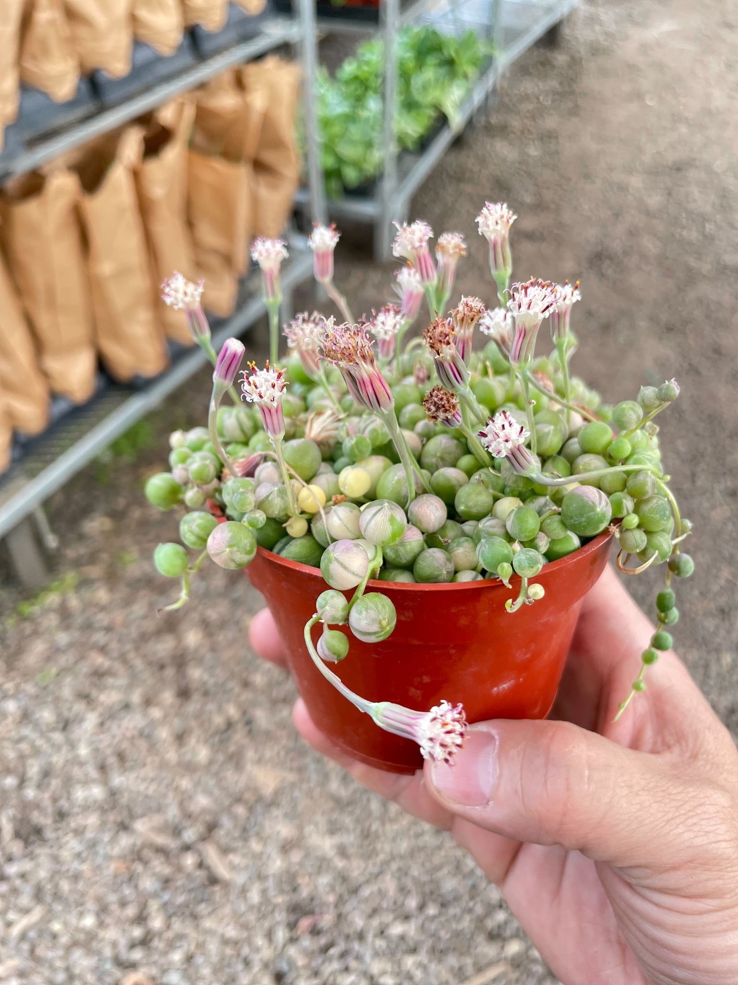 Succulent 'String of Pearls' Variegated