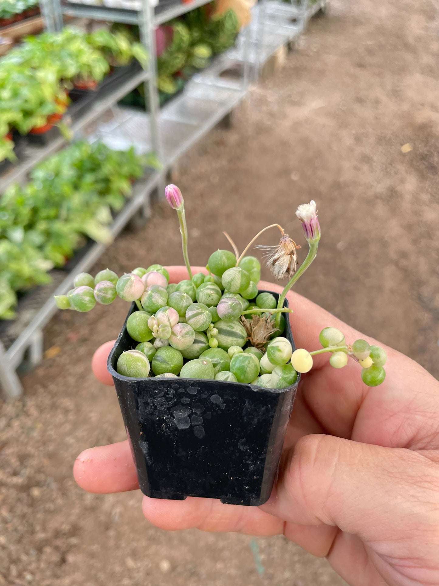 Succulent 'String of Pearls' Variegated