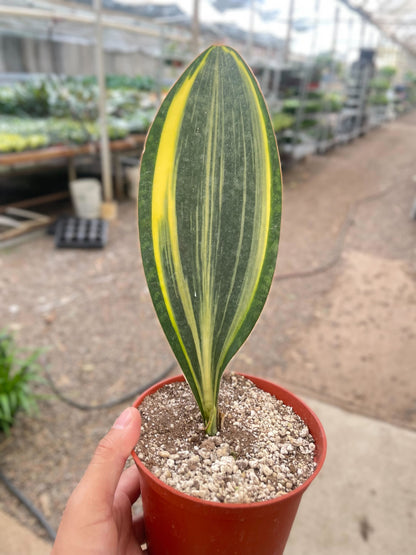 Snake Masoniana Variegated - 6" Pot