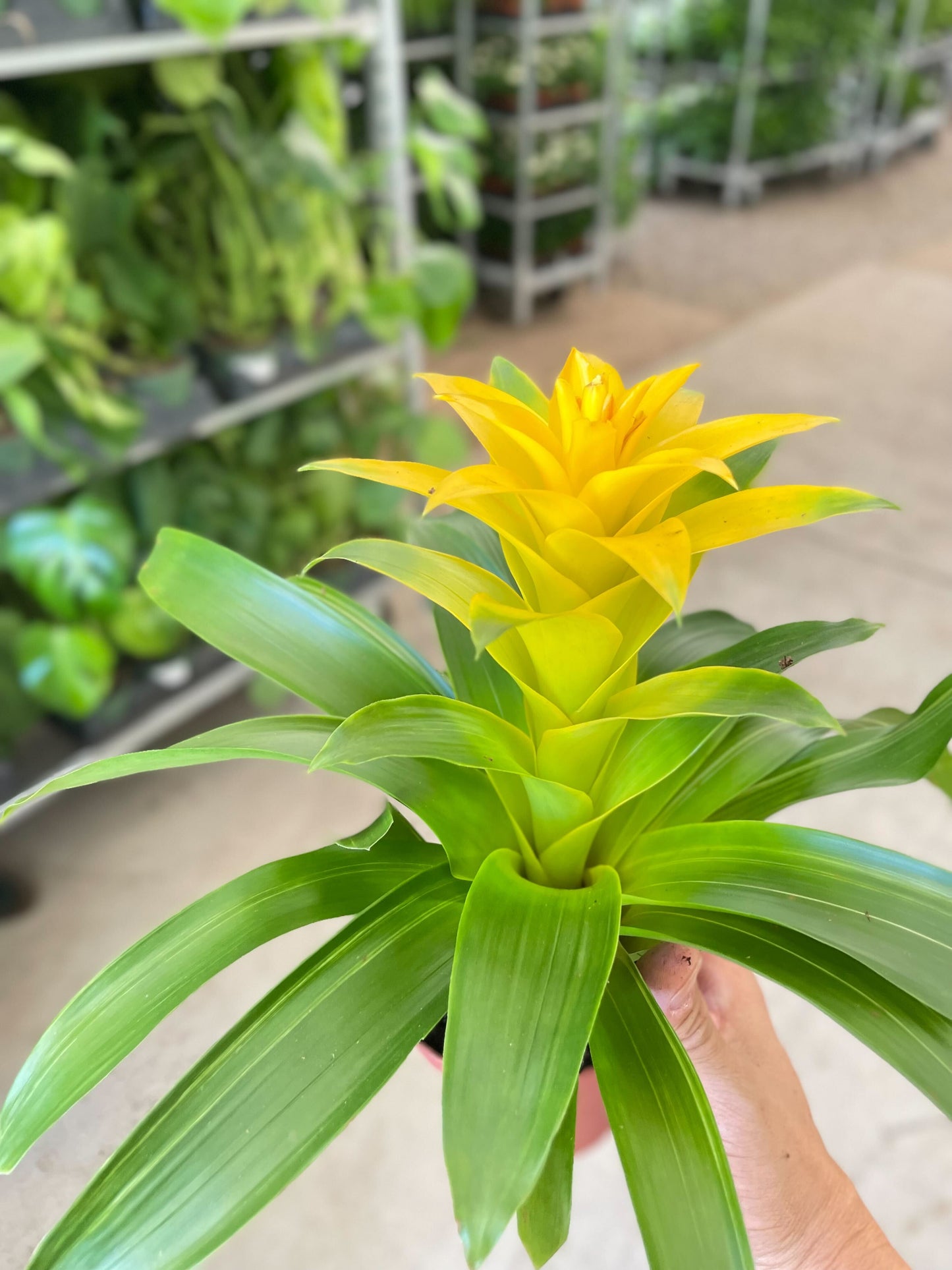 Bromeliad Guzmania 'Yellow' - 4" Pot