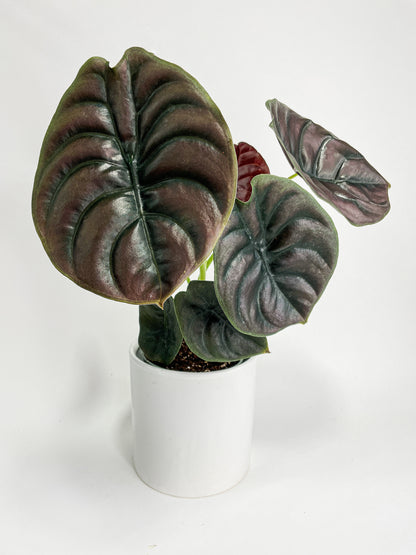 Alocasia Cuprea Red Secret Jewel by Bumble Plants