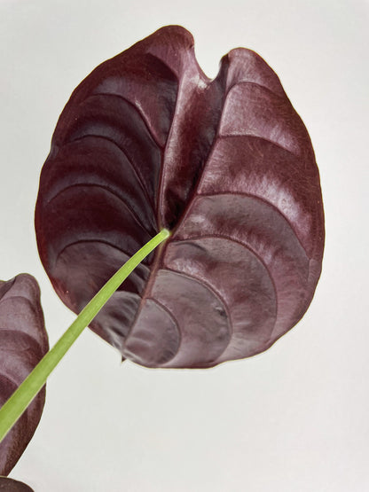 Alocasia Cuprea Red Secret Jewel by Bumble Plants