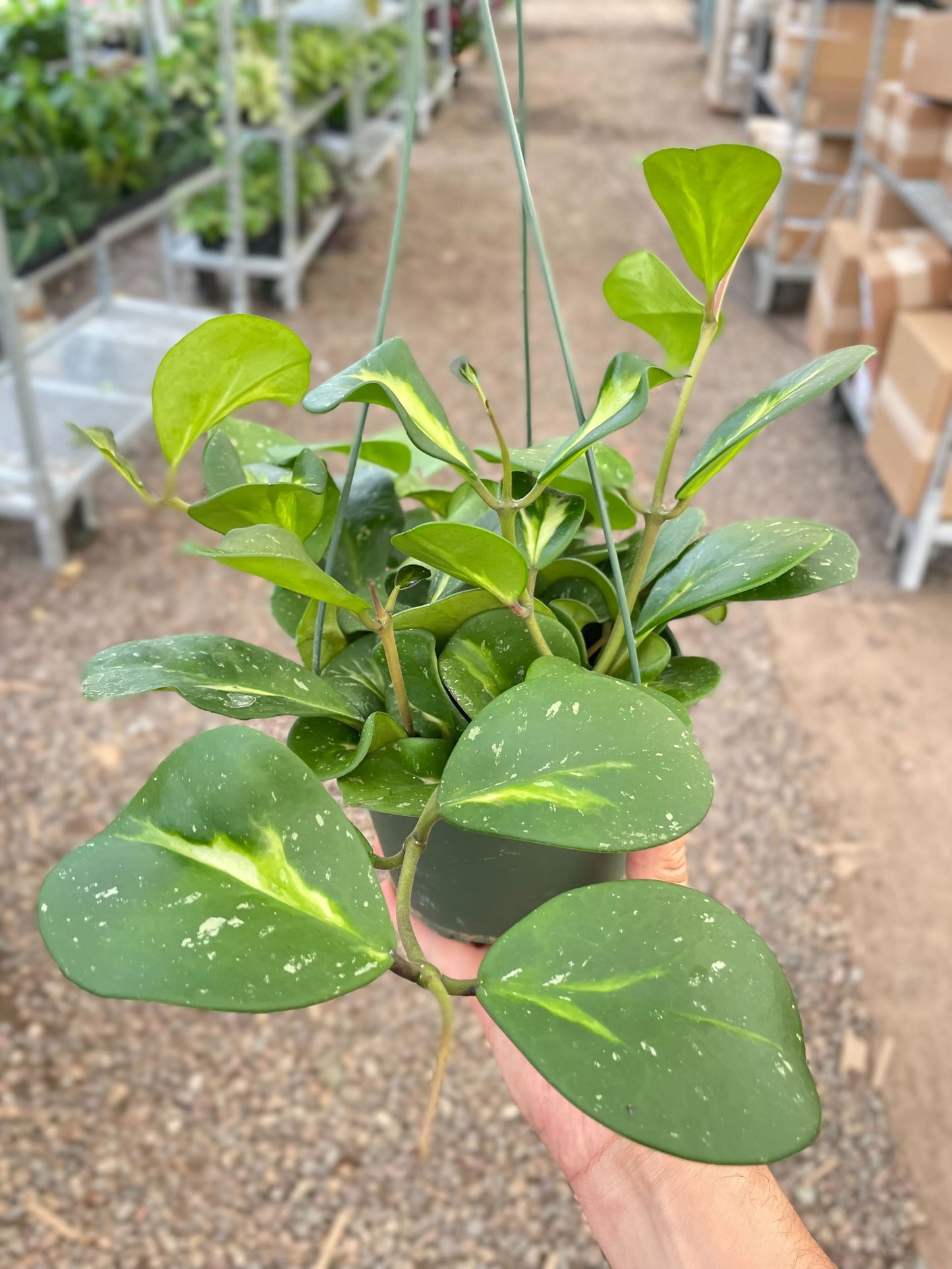 Hoya Obovata Reverse - 6" Pot