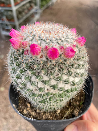 Mammillaria Hahniana Cactus