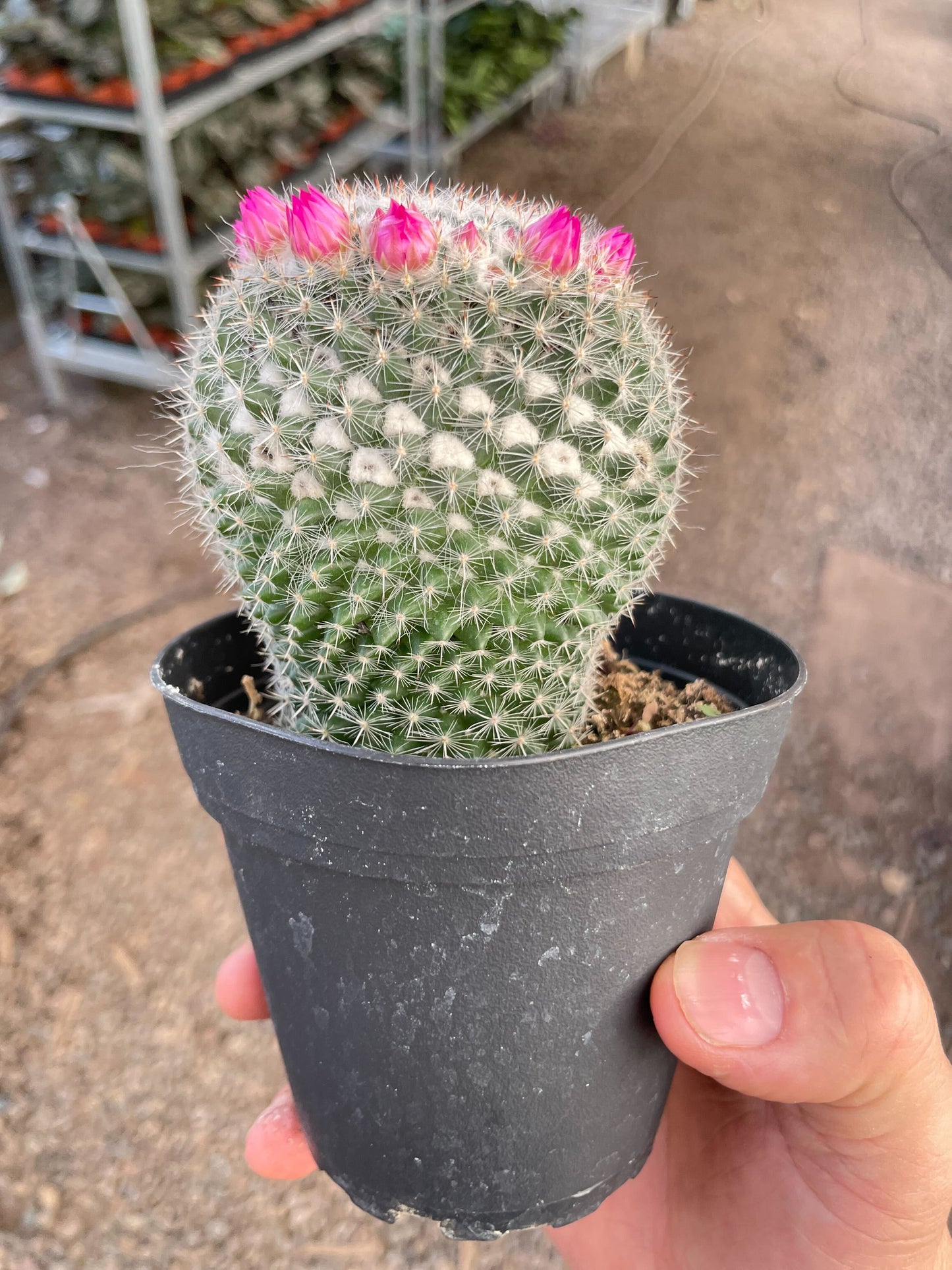 Mammillaria Hahniana Cactus