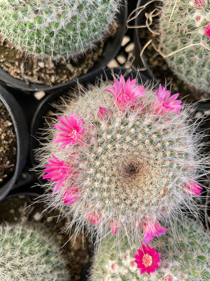 Mammillaria Hahniana Cactus