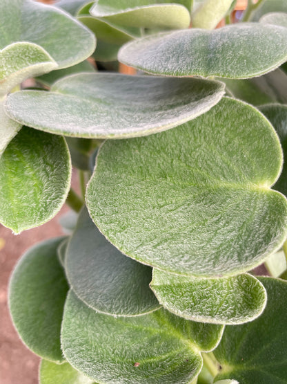 PEPEROMIA FELTED - 6" Pot