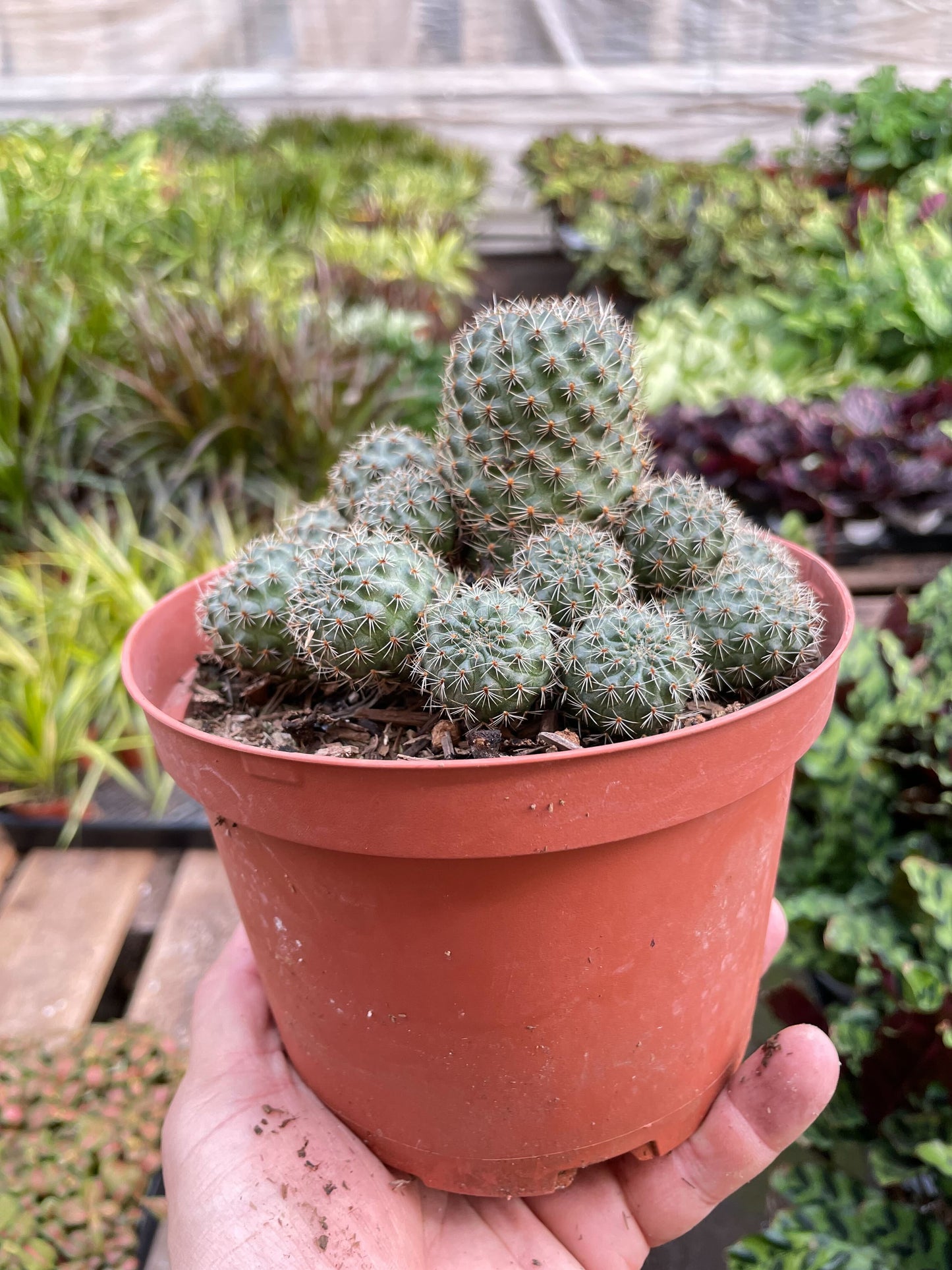 Rebutia Deminuta Sanguinea Cactus - 6" Pot