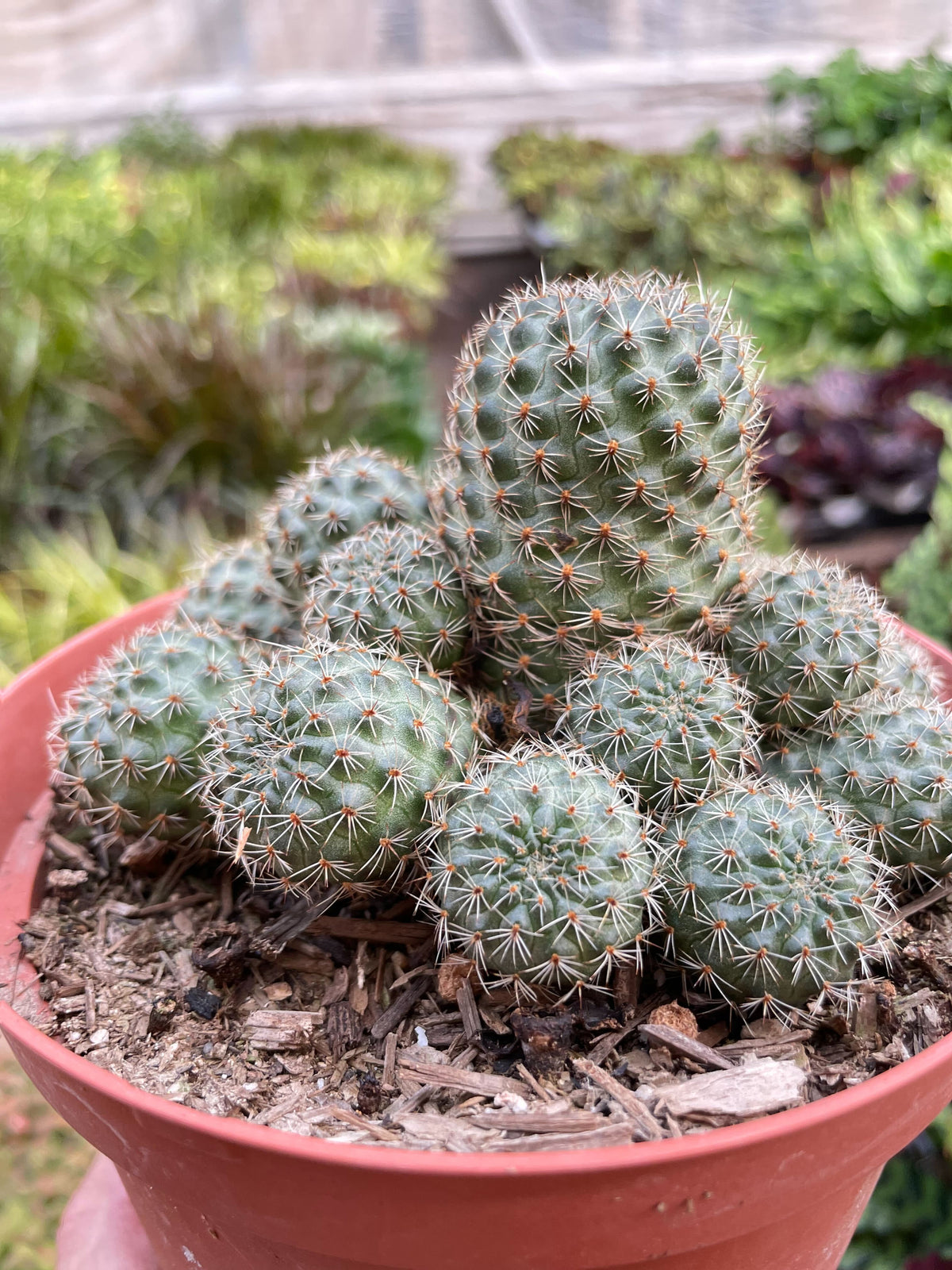 Rebutia Deminuta Sanguinea Cactus - 6" Pot