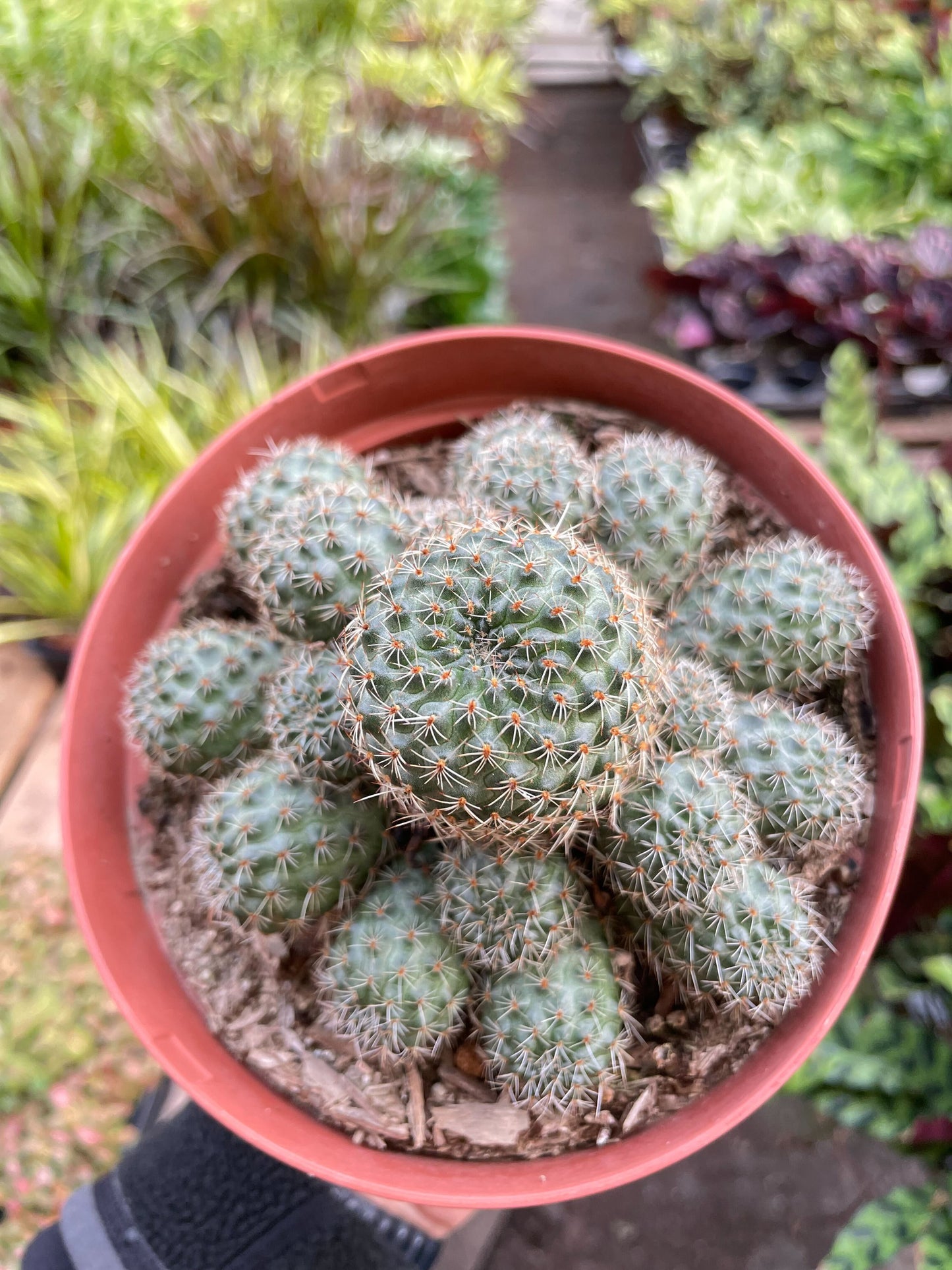 Rebutia Deminuta Sanguinea Cactus - 6" Pot