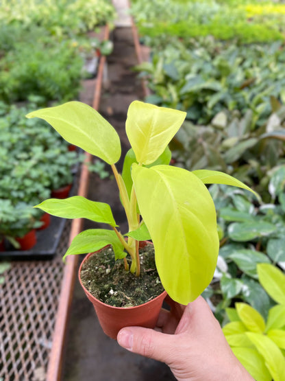 Philodendron Golden Goddess - 4" Pot