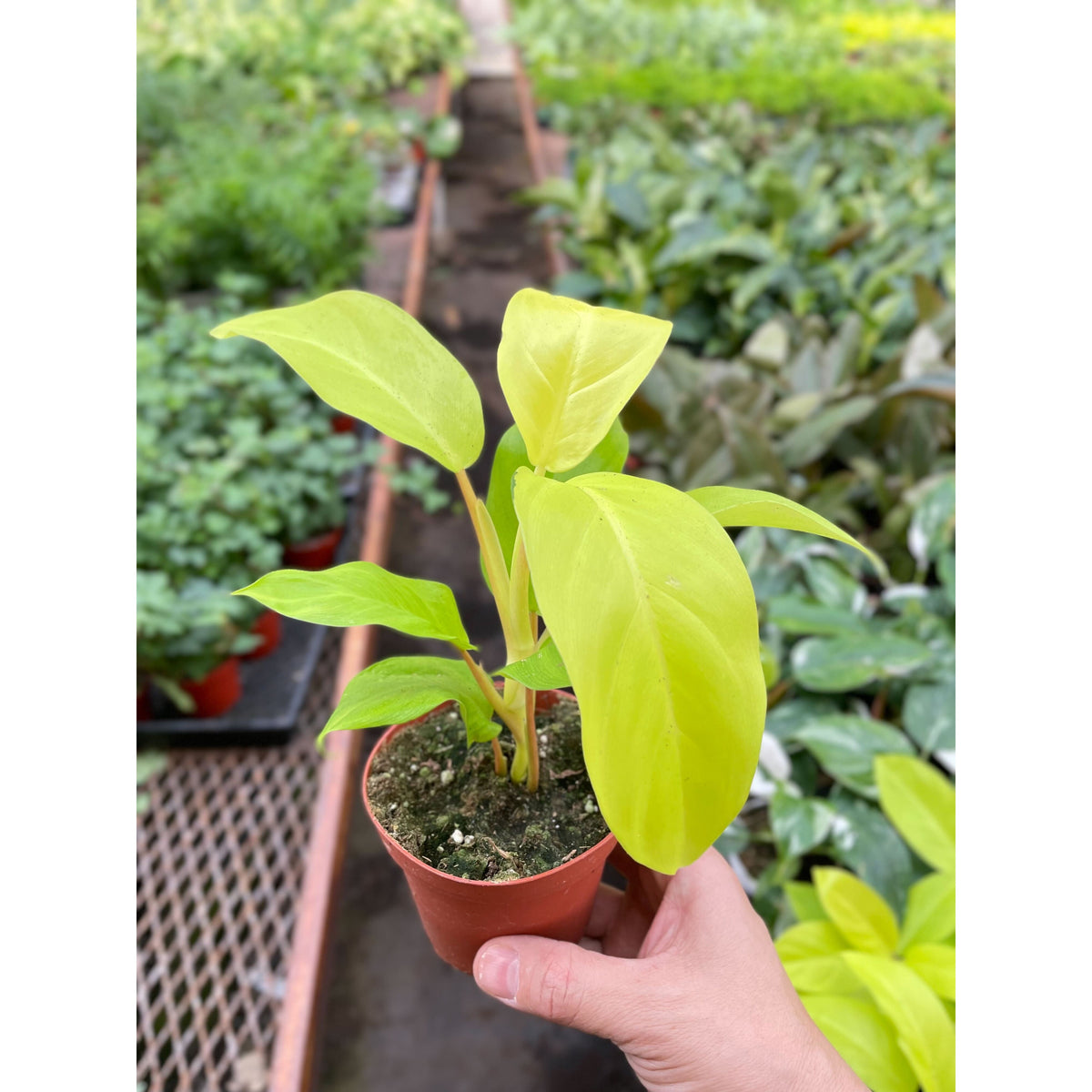 Philodendron Golden Goddess - 4" Pot