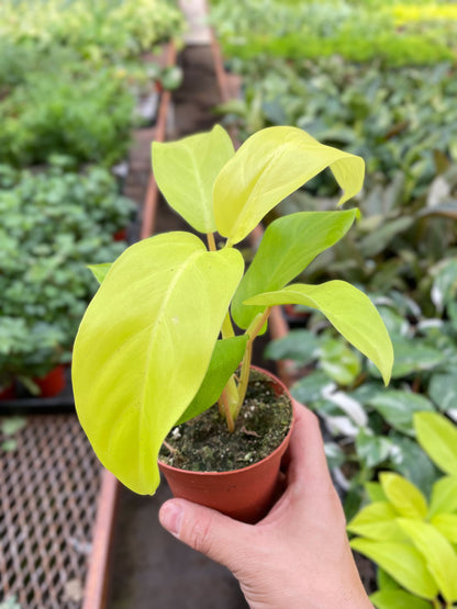 Philodendron Golden Goddess - 4" Pot