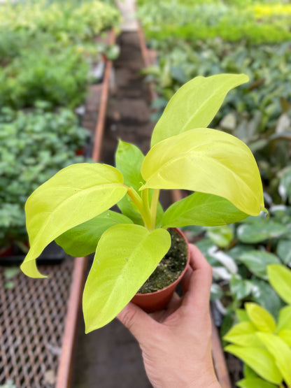 Philodendron Golden Goddess - 4" Pot